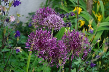 Mayıs ayında Aquilegia alpina çiçekleriyle çevrili Allium 'Purple Rain' çiçekleri açar. Allium, tek tip çiçekli bitkilerin bir cinsidir. Berlin, Almanya.