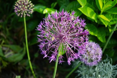 Bir bal arısı mayıs ayında Prunus laurocerasus yakınlarındaki Allium christophii ve Allium aflatunense çiçeklerinin üzerinden uçar. Bal arısı (