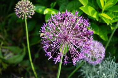 Bir bal arısı mayıs ayında Prunus laurocerasus yakınlarındaki Allium christophii ve Allium aflatunense çiçeklerinin üzerinden uçar. Bal arısı (