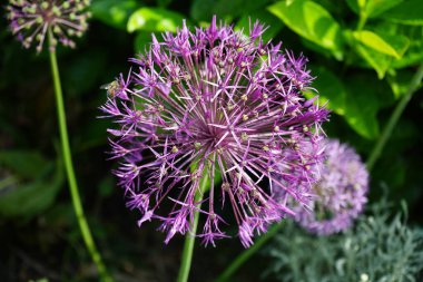 Bir bal arısı mayıs ayında Prunus laurocerasus yakınlarındaki Allium christophii ve Allium aflatunense çiçeklerinin üzerinden uçar. Bal arısı (