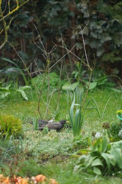 Sturnus vulgaris kuşları Nisan ayında çiçekli bir çiçek tarlasının yakınında dolaşırlar. Sığırcıkgiller (Sturnus vulgaris), sığırcıkgiller (Sturnidae) familyasından bir sığırcık türü. Berlin, Almanya, Avrupa.