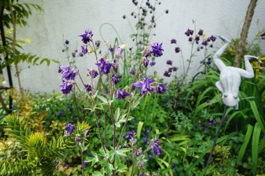 Aquilegia çiçekleri, Mayıs ayında bahçedeki bir çiçek tarlasında pembe ve mor çiçeklerle açar. Aquilegia, büyükannemin başlığı olan Columbine, düğünçiçeği familyasından bir kuş türü. Berlin, Almanya.