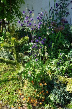 Aquilegia vulgaris, Helianthemum cultorum 'Bronzeteppich' Allium 'Purple Rain' ve Vinca major bloom in the garden. Aquilegia, büyükannemin başlığı olan Columbine, düğünçiçeği familyasından bir kuş türü. Berlin, Almanya.