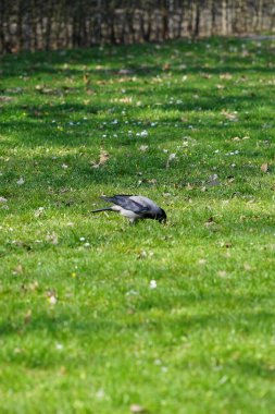 Nisan ayında kapüşonlu bir karga çimlerde yürür. Kukuletalı karga (