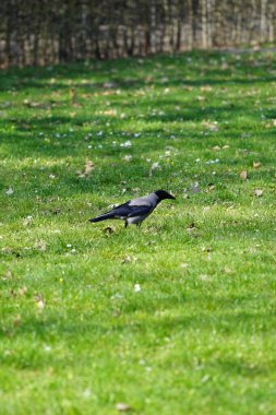 Nisan ayında kapüşonlu bir karga çimlerde yürür. Kukuletalı karga (
