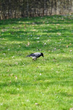 Nisan ayında kapüşonlu bir karga çimlerde yürür. Kukuletalı karga (