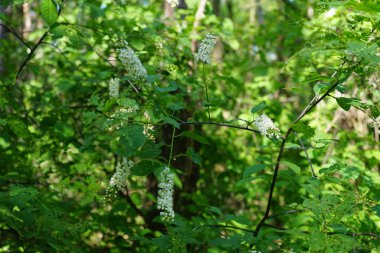 Prunus padus mayıs ayında beyaz çiçeklerle açar. Prunus padus, gülüzü (