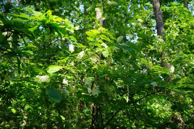 Prunus padus mayıs ayında beyaz çiçeklerle açar. Prunus padus, gülüzü (