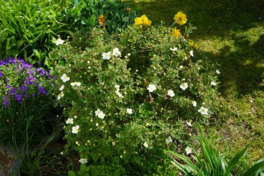 Potentilla fruticosa 'Abbotswood', Narcissus 'Double Sunrise' ve Aubrieta deltoidea 'Violet' çiçekleri Mayıs ayında bahçede açar. Potentilla, Rosaceae familyasından bir bitki türü. Berlin, Almanya.