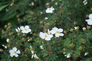 Potentilla fruticosa 'Abbotswood' çiçekleri Mayıs ayında bahçede beyaz çiçeklerle açar. Potentilla, Rosaceae familyasından bir bitki türü. Berlin, Almanya.