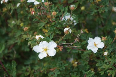 Potentilla fruticosa 'Abbotswood' çiçekleri Mayıs ayında bahçede beyaz çiçeklerle açar. Potentilla, Rosaceae familyasından bir bitki türü. Berlin, Almanya.
