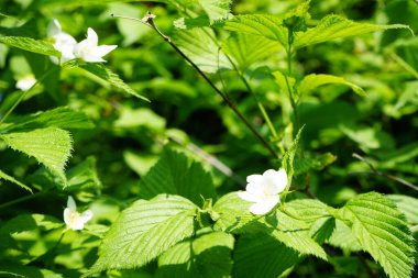 Rodotypos tarayıcıları mayıs ayında beyaz çiçeklerle çiçek açar. Rhodotypos scandens, gülgiller (Rosaceae) familyasındaki Spiraeoideae familyasına ait bir bitki türü. Berlin, Almanya.