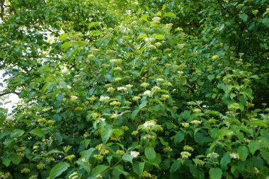 Cornus sanginea mayıs ayında çiçek açar. Cornus sanguinea, Cornaceae familyasından bir köpek ağacı türüdür. Berlin, Almanya.