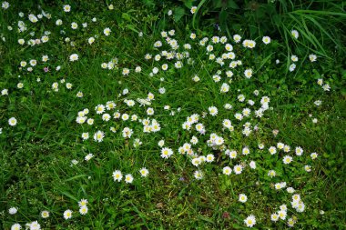 Bellis perennis ve Lamium purpureum mayıs ayında çimlerin üzerinde çiçek açarlar. Bellis perennis, Asteraceae familyasından bir papatya türüdür. Berlin, Almanya.