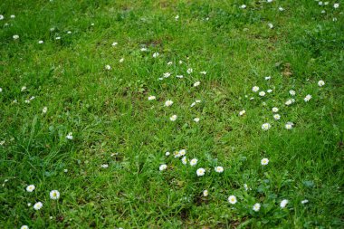 Bellis perennis bitkileri mayıs ayında çimlerin üzerinde beyaz çiçeklerle çiçek açarlar. Bellis perennis, Asteraceae familyasından bir papatya türüdür. Berlin, Almanya.