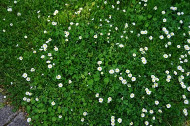 Bellis perennis bitkileri mayıs ayında çimlerin üzerinde beyaz çiçeklerle çiçek açarlar. Bellis perennis, Asteraceae familyasından bir papatya türüdür. Berlin, Almanya.