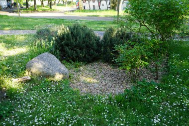 Berlin, Almanya - 12 Mayıs 2023: Bellis Perennis bitkileri mayıs ayında çimlerin üzerinde beyaz çiçeklerle çiçek açar. Bellis perennis, papatya, Asteraceae familyasından bir papatya türüdür..