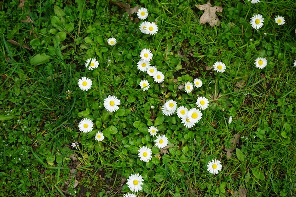 Bellis perennis bitkileri mayıs ayında çimlerin üzerinde beyaz çiçeklerle çiçek açarlar. Bellis perennis, Asteraceae familyasından bir papatya türüdür. Berlin, Almanya.