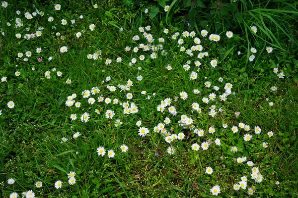 Bellis perennis ve Lamium purpureum mayıs ayında çimlerin üzerinde çiçek açarlar. Bellis perennis, Asteraceae familyasından bir papatya türüdür. Berlin, Almanya.