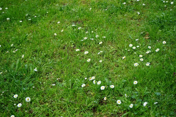 Bellis perennis bitkileri mayıs ayında çimlerin üzerinde beyaz çiçeklerle çiçek açarlar. Bellis perennis, Asteraceae familyasından bir papatya türüdür. Berlin, Almanya.