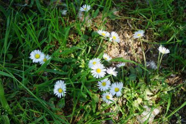 Bellis perennis bitkileri mayıs ayında çimlerin üzerinde beyaz çiçeklerle çiçek açarlar. Bellis perennis, Asteraceae familyasından bir papatya türüdür. Berlin, Almanya.