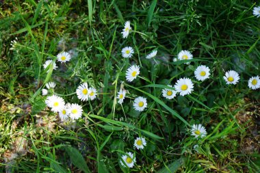 Bellis perennis bitkileri mayıs ayında çimlerin üzerinde beyaz çiçeklerle çiçek açarlar. Bellis perennis, Asteraceae familyasından bir papatya türüdür. Berlin, Almanya.