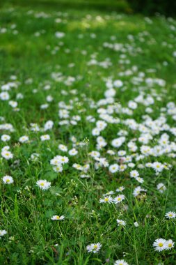 Bellis perennis bitkileri mayıs ayında çimlerin üzerinde beyaz çiçeklerle çiçek açarlar. Bellis perennis, Asteraceae familyasından bir papatya türüdür. Berlin, Almanya.