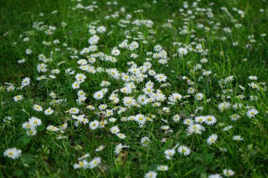 Bellis perennis bitkileri mayıs ayında çimlerin üzerinde beyaz çiçeklerle çiçek açarlar. Bellis perennis, Asteraceae familyasından bir papatya türüdür. Berlin, Almanya.