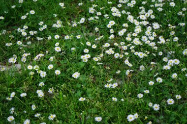 Bellis perennis bitkileri mayıs ayında çimlerin üzerinde beyaz çiçeklerle çiçek açarlar. Bellis perennis, Asteraceae familyasından bir papatya türüdür. Berlin, Almanya.