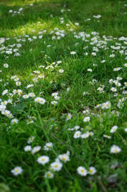Bellis perennis bitkileri mayıs ayında çimlerin üzerinde beyaz çiçeklerle çiçek açarlar. Bellis perennis, Asteraceae familyasından bir papatya türüdür. Berlin, Almanya.
