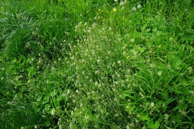 Capsella bursa-pastoris ve Taraxacum officinale Mayıs ayında çayırda çiçek açarlar. Capsella bursa-pastoris (çoban çantası veya bayanın çantası olarak da bilinir), hardal familyasından küçük bir çiçek bitkisidir. Berlin, Almanya.