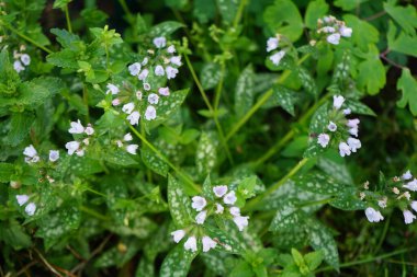 Pulmonaria saccharata 'Opal' mayıs ayında açar. Akciğer otu (