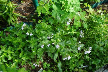 Pulmonaria saccharata 'Opal' mayıs ayında açar. Akciğer otu (
