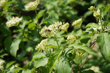 Mayıs ayında bir bal arısı bir Cornus sanginea çalısının üzerinde uçar. Bal arısı (