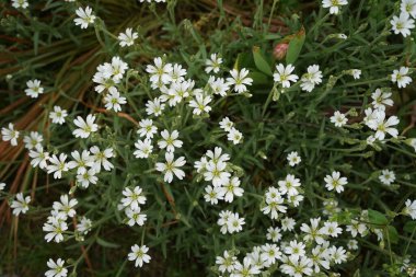 Cerastium arvense mayıs ayında açar. Cerastium arvense, Caryophyllaceae familyasından bir bitki türü. Berlin, Almanya.