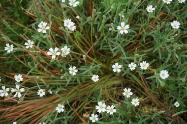 Cerastium arvense mayıs ayında açar. Cerastium arvense, Caryophyllaceae familyasından bir bitki türü. Berlin, Almanya.