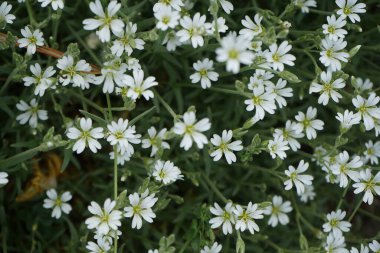 Cerastium arvense mayıs ayında açar. Cerastium arvense, Caryophyllaceae familyasından bir bitki türü. Berlin, Almanya.
