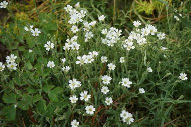 Cerastium arvense mayıs ayında açar. Cerastium arvense, Caryophyllaceae familyasından bir bitki türü. Berlin, Almanya.