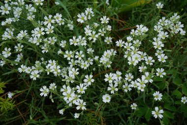 Cerastium arvense mayıs ayında açar. Cerastium arvense, Caryophyllaceae familyasından bir bitki türü. Berlin, Almanya.
