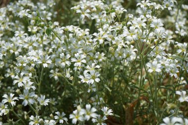 Serastium tomentosum bitkileri Mayıs ayında bahçede beyaz çiçeklerle çiçek açarlar. Cerastium tomentosum (yazları kar yağışlı), otçul bir çiçek bitkisidir ve Caryophyllaceae familyasının bir üyesidir. Berlin, Almanya.