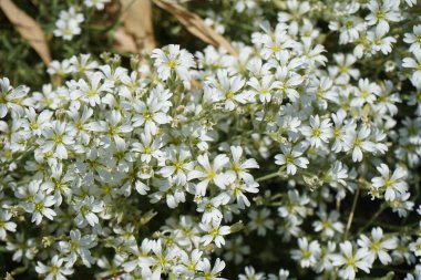 Serastium tomentosum bitkileri Mayıs ayında bahçede beyaz çiçeklerle çiçek açarlar. Cerastium tomentosum (yazları kar yağışlı), otçul bir çiçek bitkisidir ve Caryophyllaceae familyasının bir üyesidir. Berlin, Almanya.