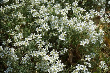 Serastium tomentosum bitkileri Mayıs ayında bahçede beyaz çiçeklerle çiçek açarlar. Cerastium tomentosum (yazları kar yağışlı), otçul bir çiçek bitkisidir ve Caryophyllaceae familyasının bir üyesidir. Berlin, Almanya.