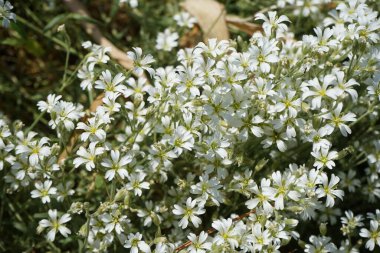 Serastium tomentosum bitkileri Mayıs ayında bahçede beyaz çiçeklerle çiçek açarlar. Cerastium tomentosum (yazları kar yağışlı), otçul bir çiçek bitkisidir ve Caryophyllaceae familyasının bir üyesidir. Berlin, Almanya.