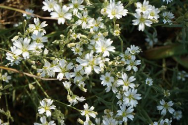 Cerastium arvense mayıs ayında açar. Cerastium arvense, Caryophyllaceae familyasından bir bitki türü. Berlin, Almanya.