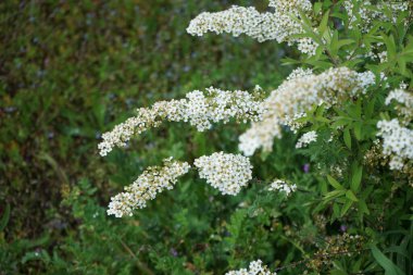 Spiraea thunbergii mayıs ayında beyaz çiçeklerle açar. Spiraea thunbergii, Thunberg spiraea veya Thunberg 's Meadowsweet, gülgiller (Felidae) familyasından bir bitki türü. Berlin, Almanya.
