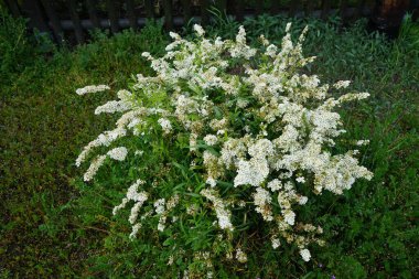Spiraea thunbergii mayıs ayında beyaz çiçeklerle açar. Spiraea thunbergii, Thunberg spiraea veya Thunberg 's Meadowsweet, gülgiller (Felidae) familyasından bir bitki türü. Berlin, Almanya.