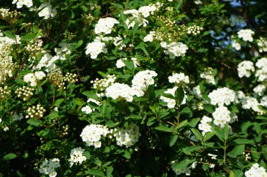 Spiraea vanhouttei blooms with white flowers in May. Spiraea, spirea, meadowsweets or steeplebushes, is a species of flowering plant in the rose family, Rosaceae. Berlin, Germany.