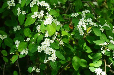 Mayıs ayında bir bal arısı Cotoneaster multiflorus çalılarının üzerinden uçar. Bal arısı (