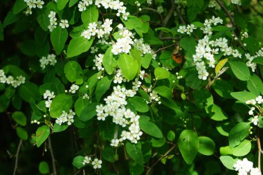 Mayıs ayında bir bal arısı Cotoneaster multiflorus çalılarının üzerinden uçar. Bal arısı (
