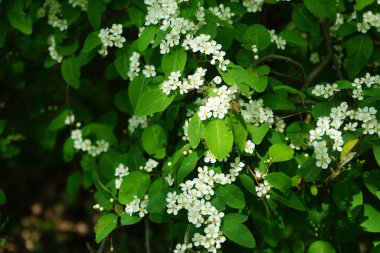 Mayıs ayında bir bal arısı Cotoneaster multiflorus çalılarının üzerinden uçar. Bal arısı (